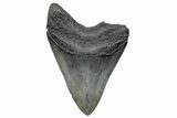 Fossil Megalodon Tooth - South Carolina #272492-1
